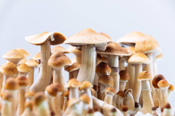 How to Buy Shrooms Online: The Ultimate Guide post thumbnail image
