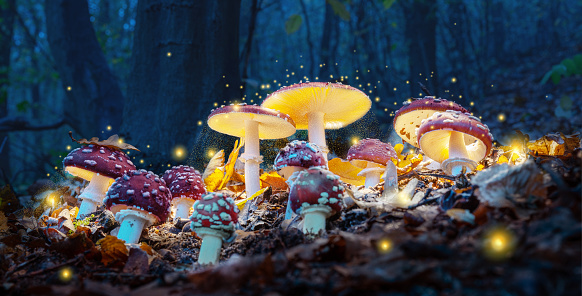 Magic Mushrooms: The Drug That Could Change Your Life post thumbnail image