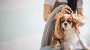 Dog blow dryers are incredibly helpful for retaining your pet’s cover in perfect condition post thumbnail image