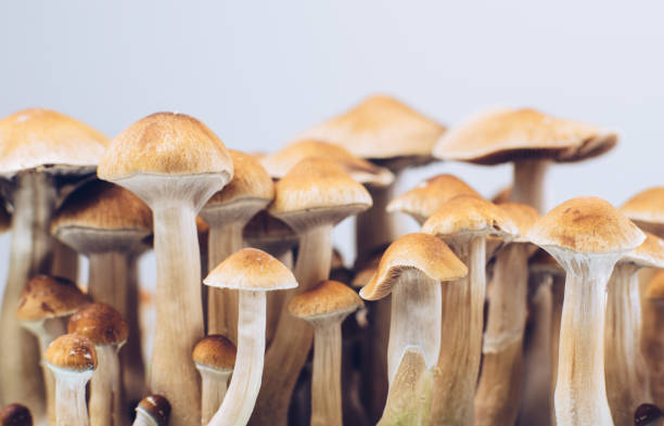 Choose the best secret mushrooms detroit and enjoy the delight it generates post thumbnail image