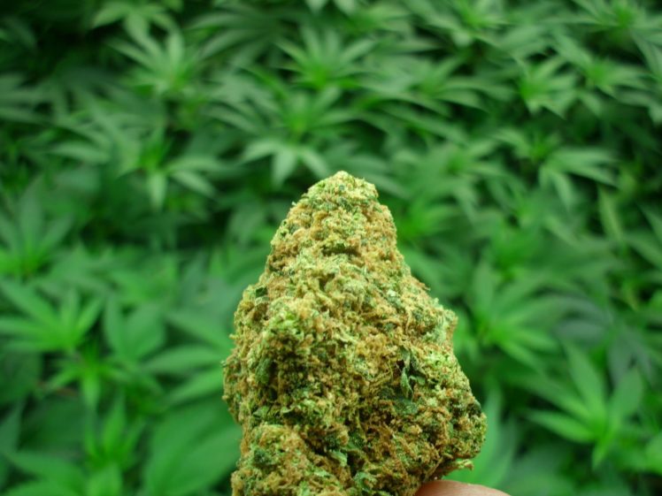 Discover The Essentials To Track As A Cannabis Patient Here post thumbnail image