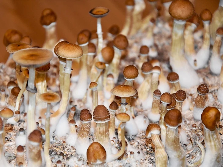 Shrooms in DC: Helpful tips for Stylish Fungus in the Nation’s Expenditure capital post thumbnail image
