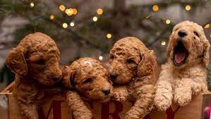 Goldendoodle puppies: A Guide to Choosing the Right One for You post thumbnail image