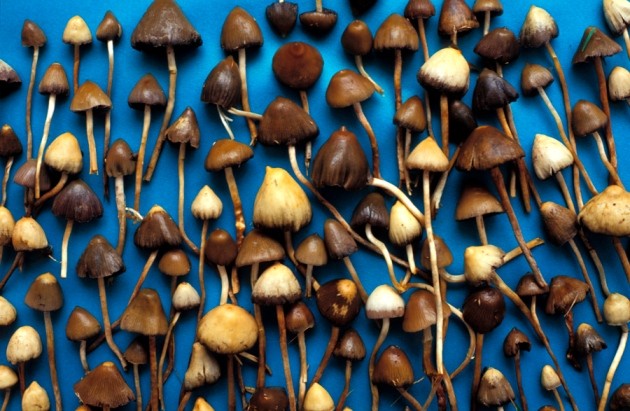 Discover the Power of Get Magic Mushrooms post thumbnail image