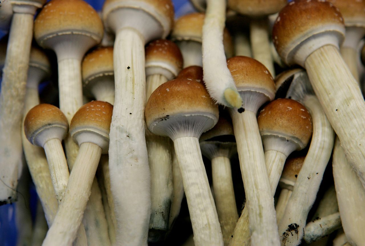 The Potential Benefits of Magic Fresh mushrooms. post thumbnail image