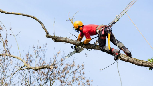 Professional Tree Felling Services in Halmstad post thumbnail image