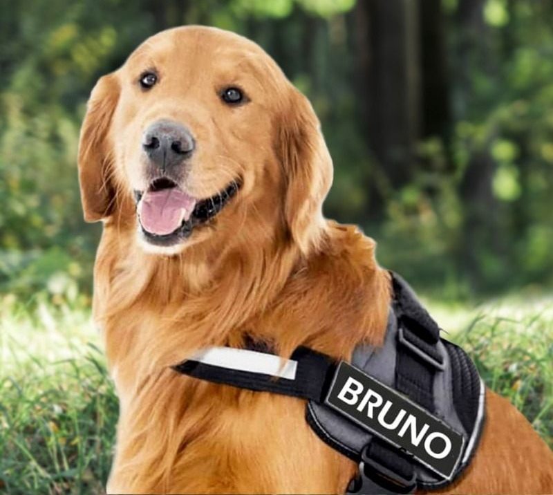 Rewards Linked To Canine Harnesses Tailored With Name post thumbnail image