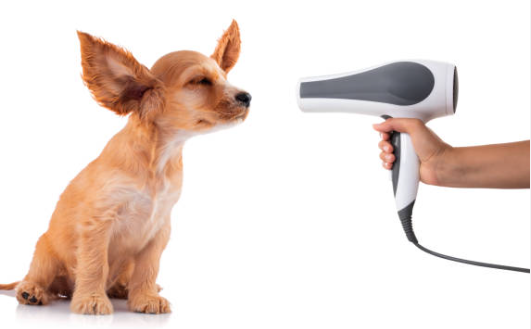 Dog blow dryers are very useful for keeping your pet’s jacket in perfect condition post thumbnail image