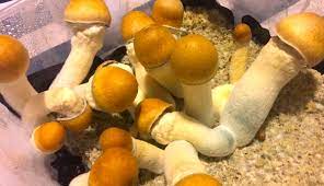 Shrooms dc and what to know on them post thumbnail image