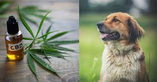best CBD Oil For Your Dog – Reduce Pain, Anxiety, and More post thumbnail image