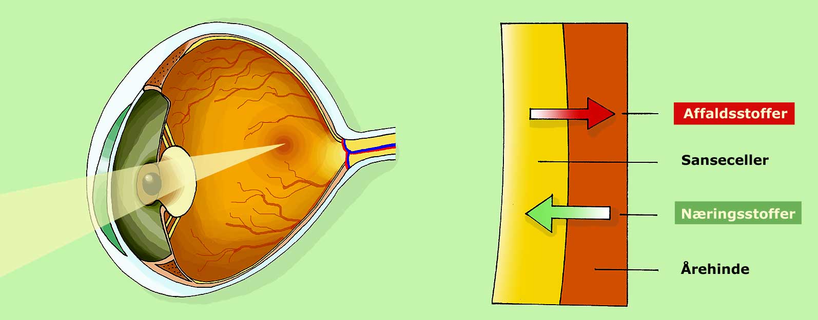 Precisely what is Macula of Retina? post thumbnail image