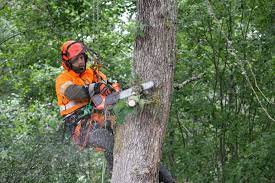 Information On Tree Felling Halmstad post thumbnail image