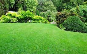 Transforming Your Lawn with Green Dog Lawn Care: Sustainable Solutions for a Healthier, Greener Landscape post thumbnail image