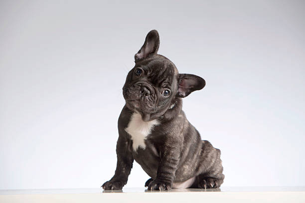French Bulldog Training: Nurturing Obedience and Good Behavior post thumbnail image