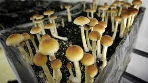 Buy Shrooms Online: A Safe and Convenient Way to Access Psychedelics post thumbnail image