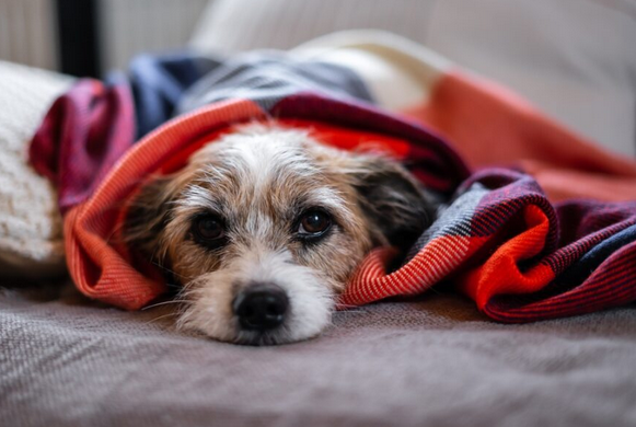 The Pros and Cons of Using a Halo Collar on Your Furry Friend post thumbnail image