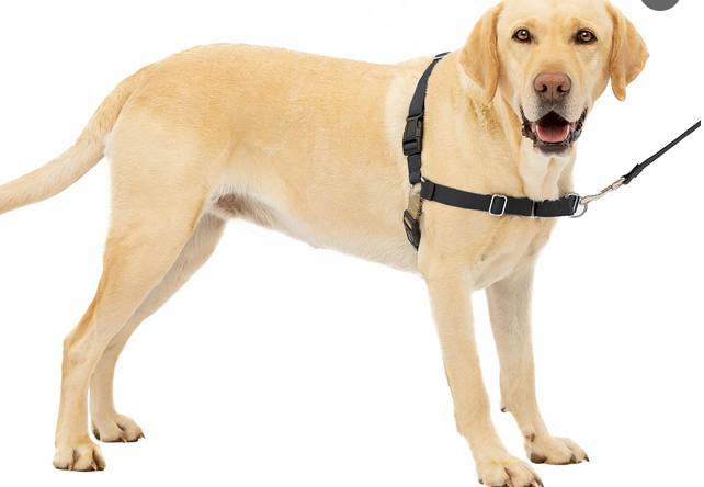 The Supreme Ease and comfort and Security: A Custom Dog Harness post thumbnail image