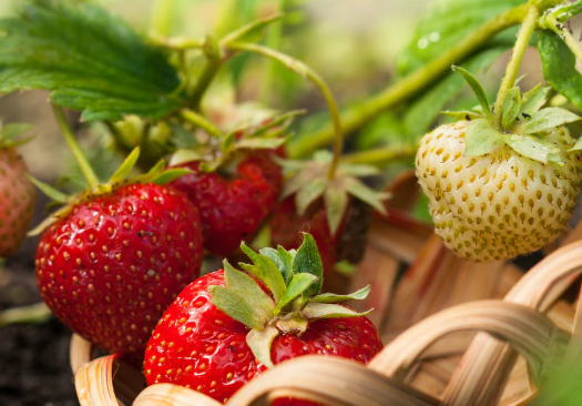 Strawberry Nutritional Fertilizer: A Nutrient Boost for Strawberry Plants post thumbnail image