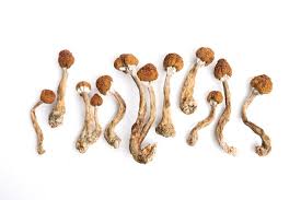 How to take shrooms post thumbnail image