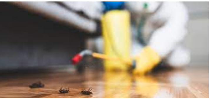 Professional Insect Therapy Services to Protect Your House post thumbnail image
