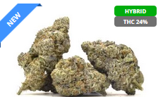 High quality Cannabis Shipping Providers in Mississauga post thumbnail image