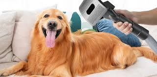 Dog Blow Dryer – Will It Achieving International Acceptance? post thumbnail image