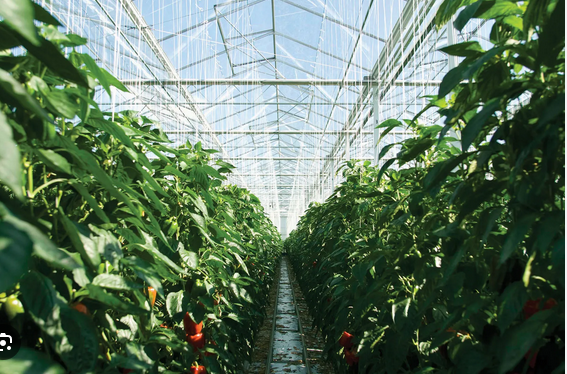 Greenhouses: A Haven for Plant Enthusiasts and Horticulturalists post thumbnail image