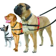 Personalized Dog Harness for Escape Artists: Security and Control post thumbnail image