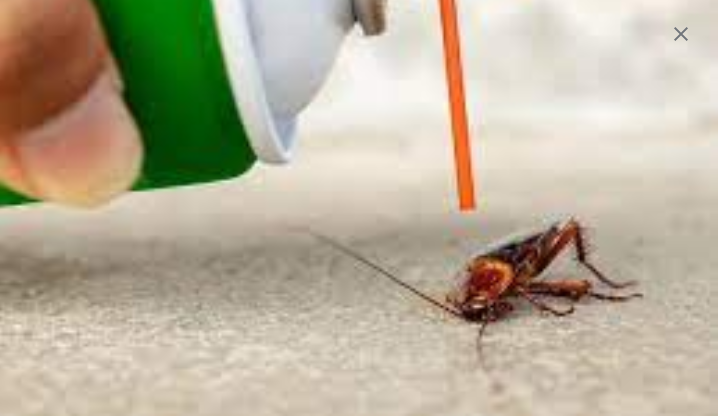 Unyielding Defense: Expert Pest Control post thumbnail image