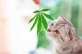 Unlocking the Benefits: CBD for Cats Explained post thumbnail image