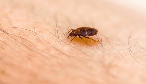 Thorough Bed Bug Inspection in Murfreesboro: Peace of Mind Restored post thumbnail image