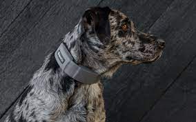 Buy Spot On Dog Fence: Protect Your Pup with SpotOn Technology post thumbnail image